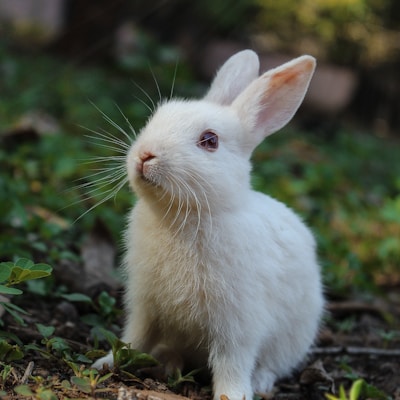 Rabbit